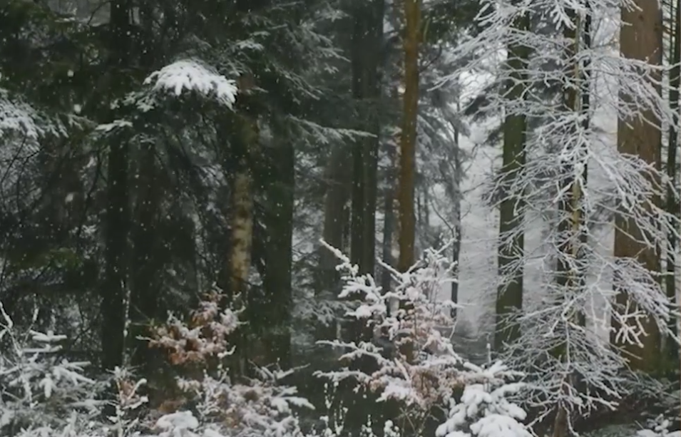 Christmas ❅ Selection